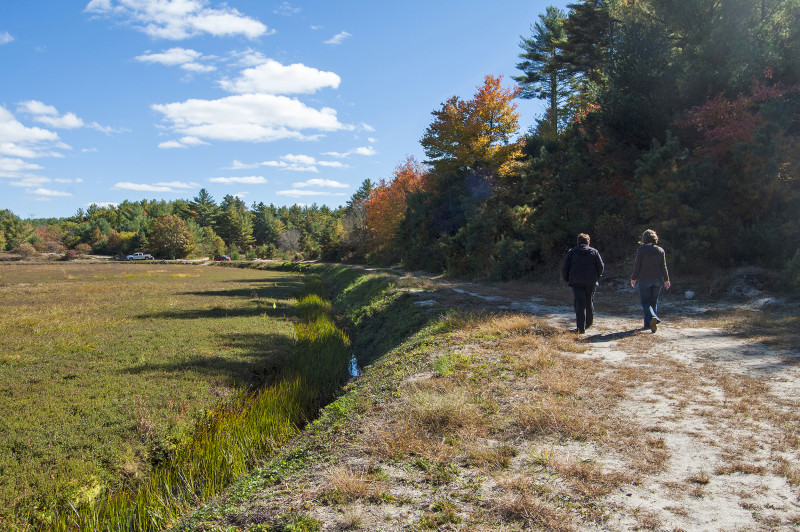 two people walking next to a cranberry bog