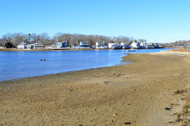 geese and birds on Broad Cove in Wareham