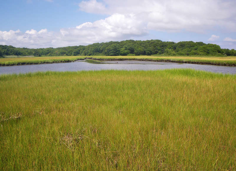 Protected salt marsh along the Little River in Dartmouth