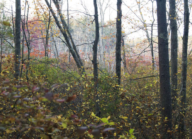 woods at Rocky Gutter Wildlife Management Area