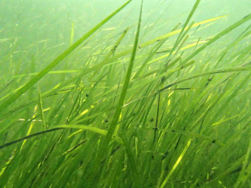 eelgrass underwater in Buzzards Bay