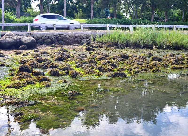 algae on rocks in West Falmouth Harbor