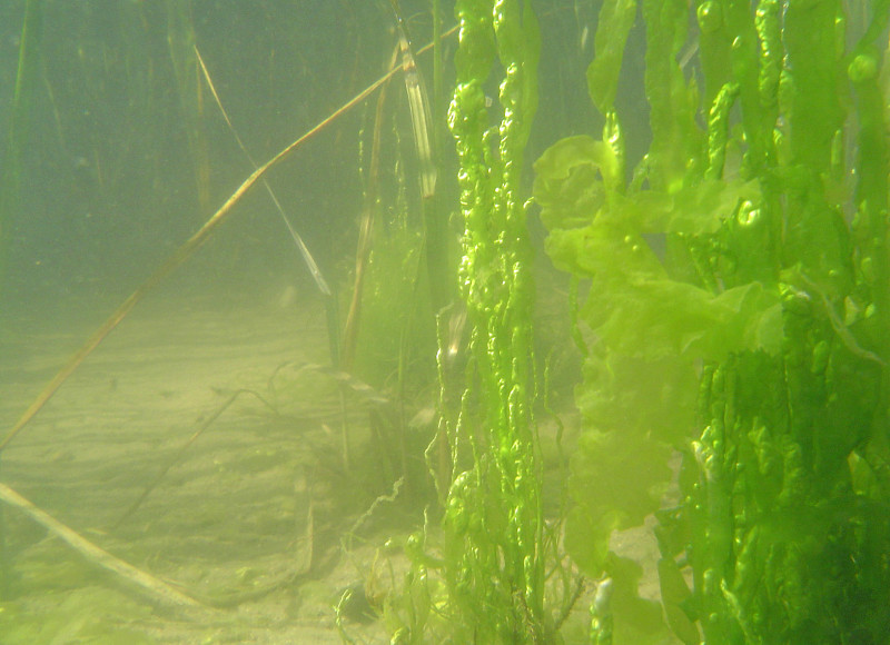 thick algae growing underwater in Bourne