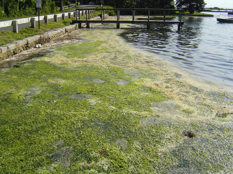 thick green algae on the surface of West Falmouth Harbor