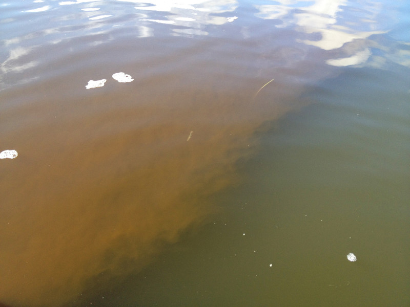 cloudy brown algae bloom in Marks Cove in Wareham