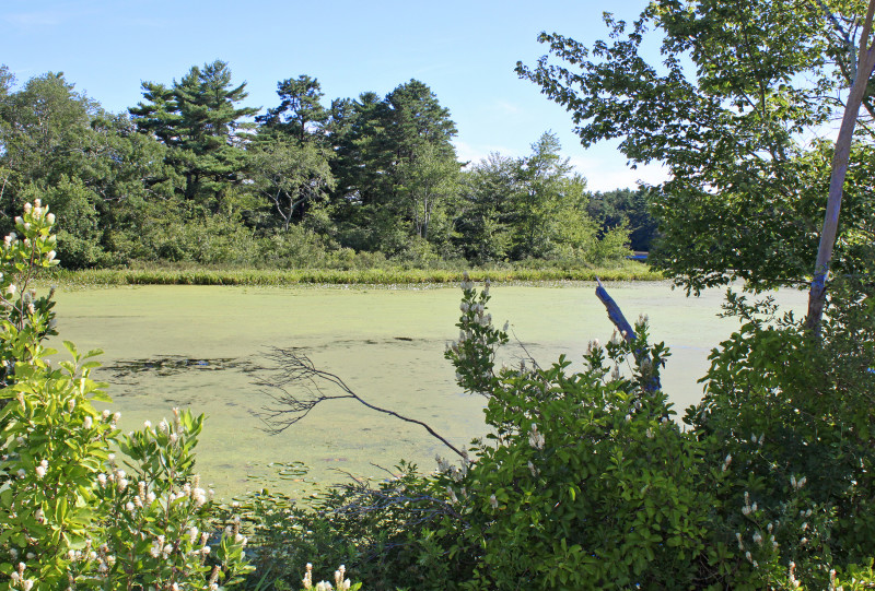 green algae on Parker Mills Pond in Wareham