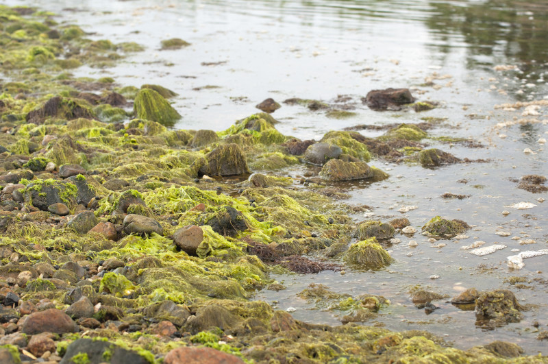 algae washed up on rocks in Mattapoisett
