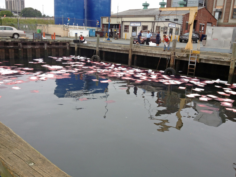 oil spill in New Bedford Harbor