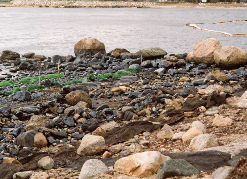 oil covering rocky shoreline of West Island after an oil spill