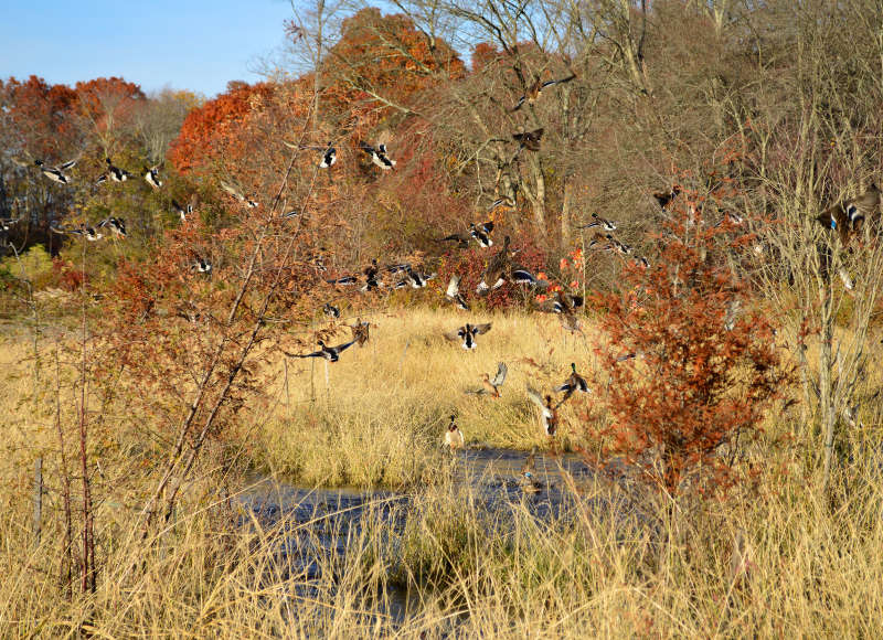 ducks flying up from pond