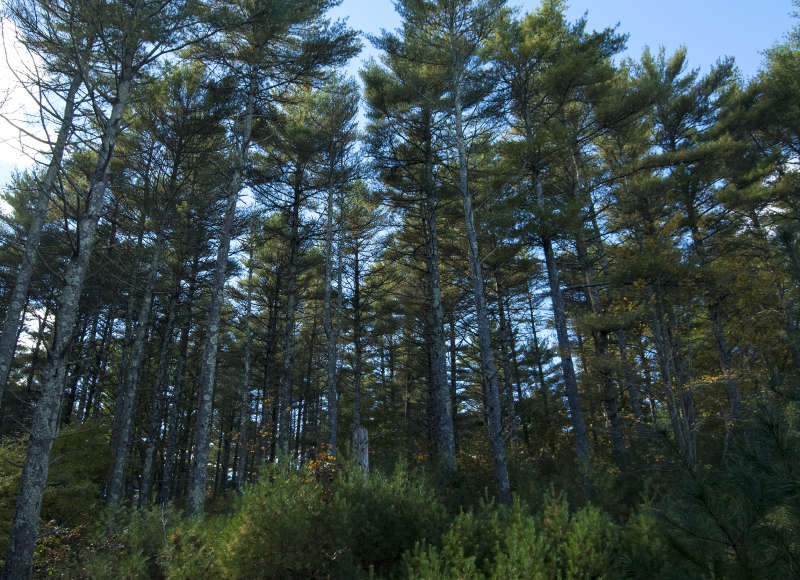 tall pine trees in Myles Standish State Forest