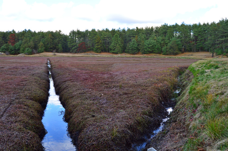 red cranberry bog in Myles Standish State Forest