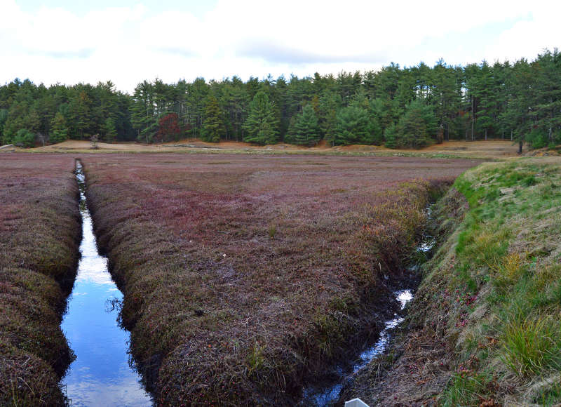 red cranberry bog in Myles Standish State Forest