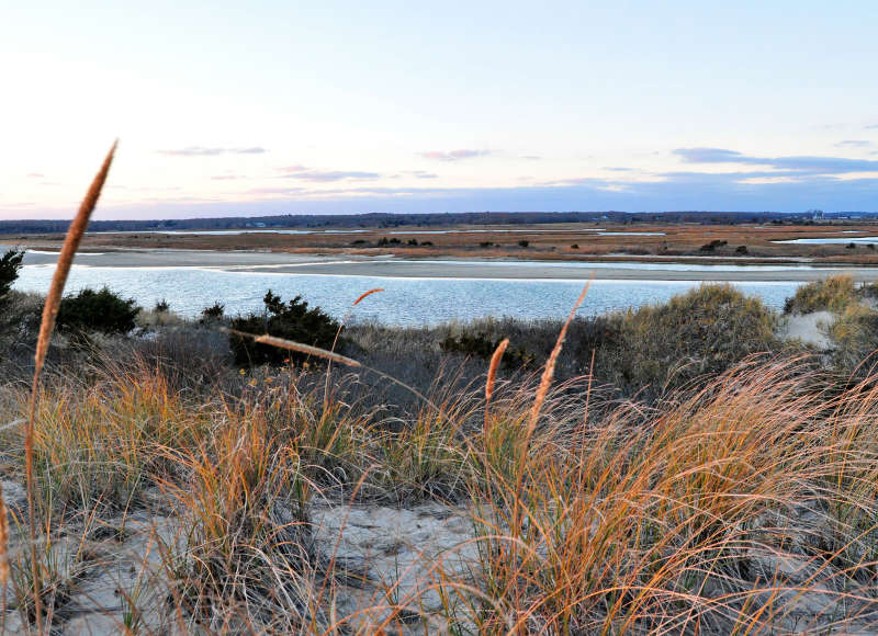 salt marshes at Allens Pond