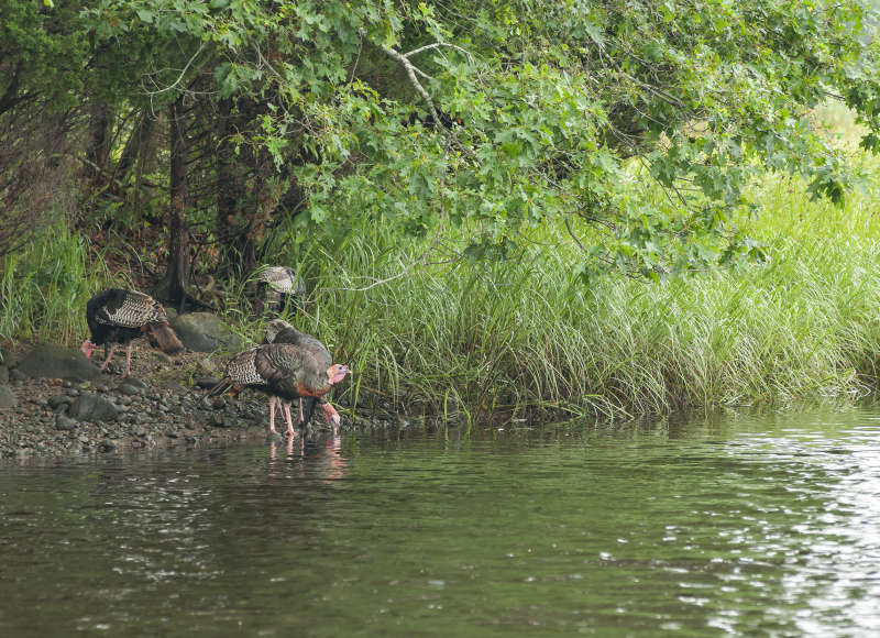 wild turkeys on the Paskamansett River