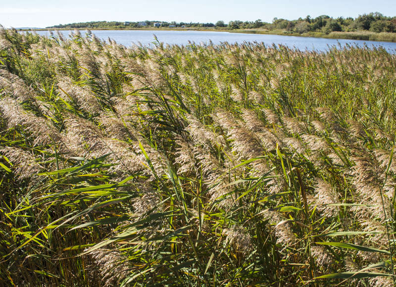 Phragmites on Salters Pond in Dartmouth