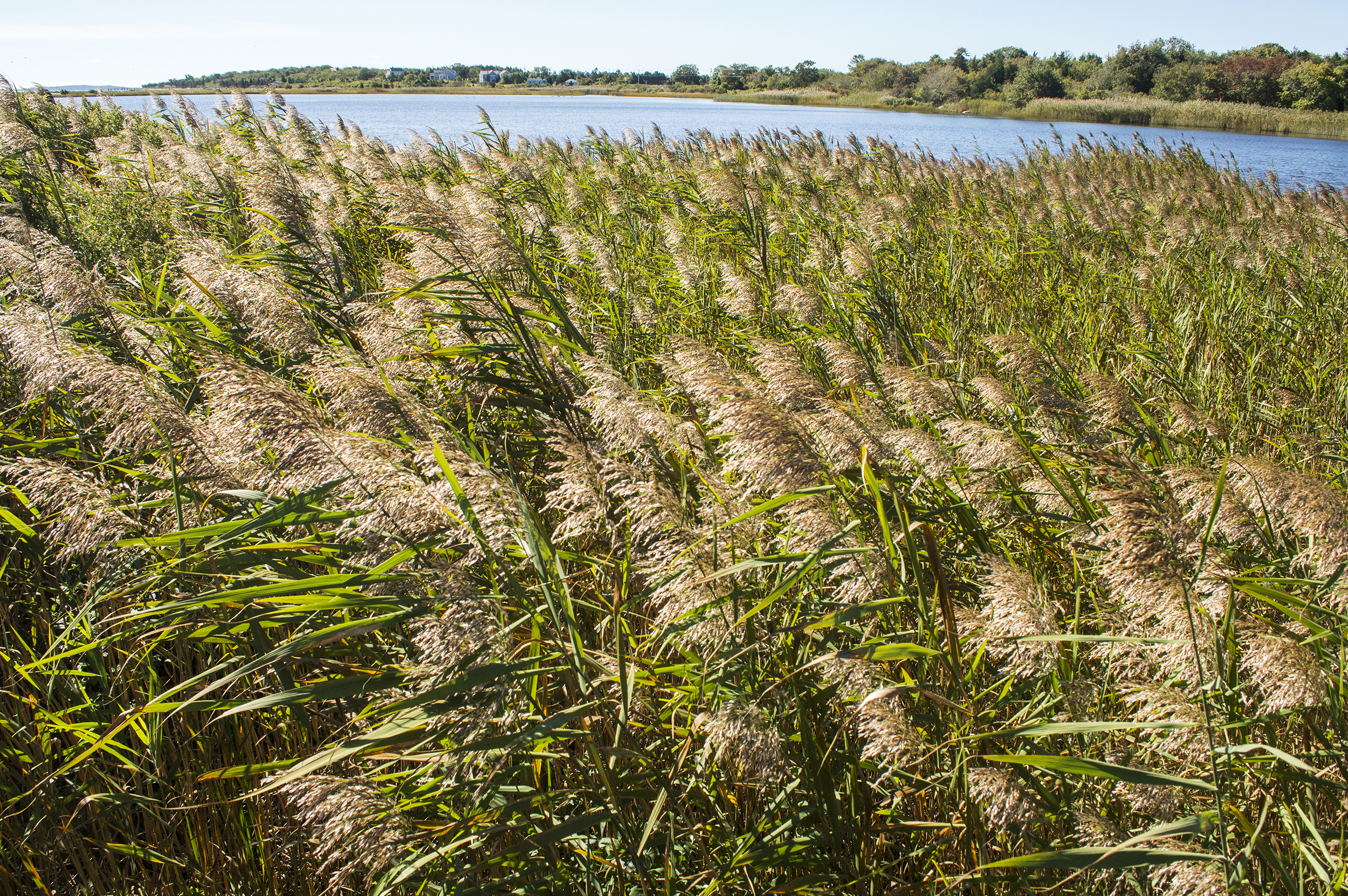 Phragmites on Salters Pond in Dartmouth