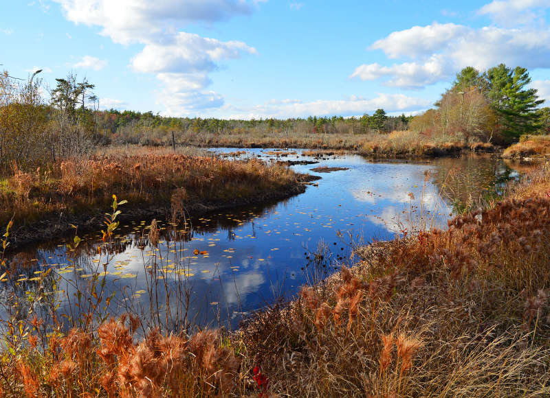 freshwater swamp in autumn