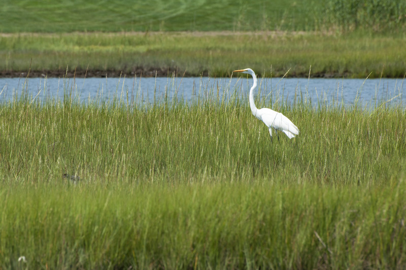 great egret in salt marsh in Mattapoisett