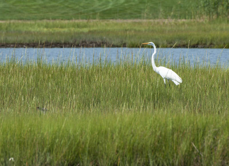 great egret in salt marsh in Mattapoisett