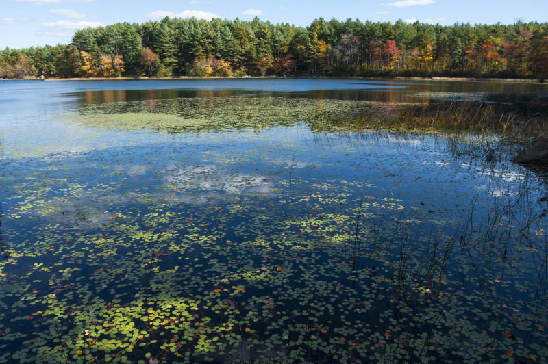 pond at Myles Standish State Forest in fall