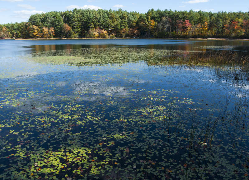 pond at Myles Standish State Forest in fall