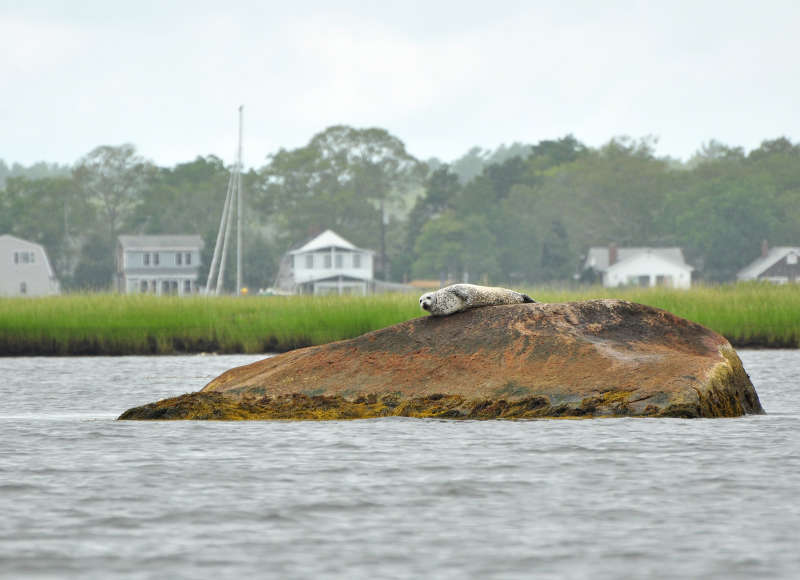 harbor seal on a rock in the Weweantic River in Wareham