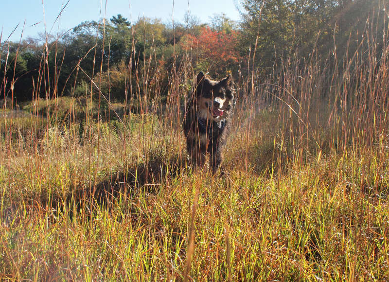 dog at Westgate Conservation Area