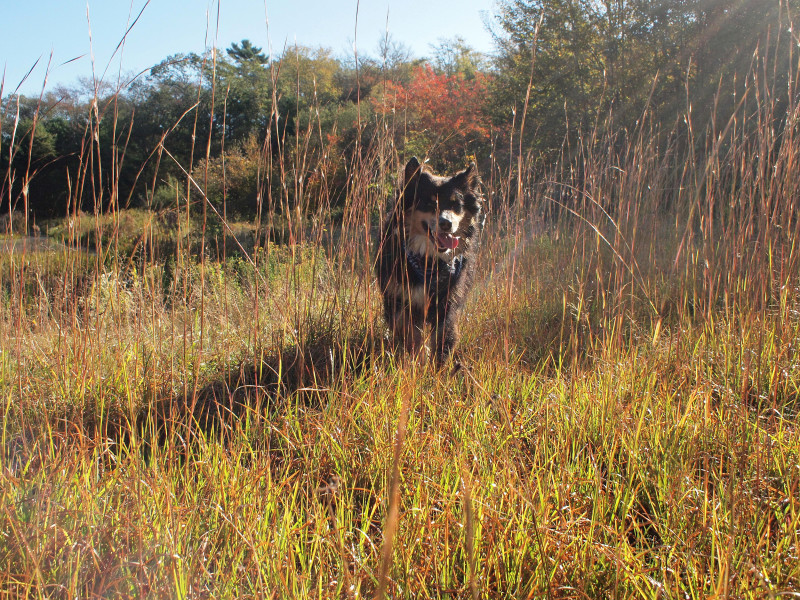 dog at Westgate Conservation Area