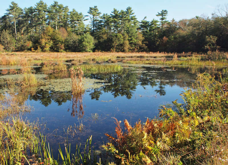 freshwater swamp at Westgate Conservation Area