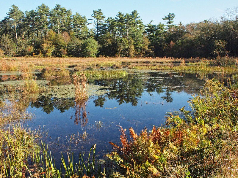 freshwater swamp at Westgate Conservation Area