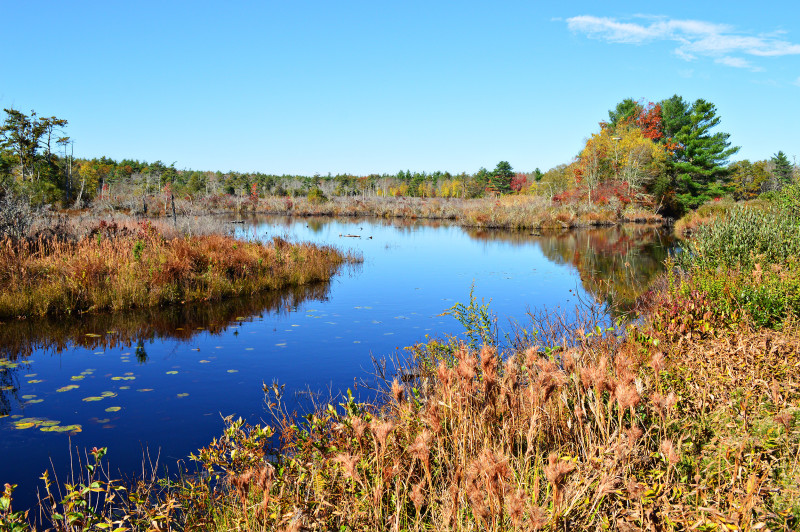 freshwater swamp at The Bogs in autumn