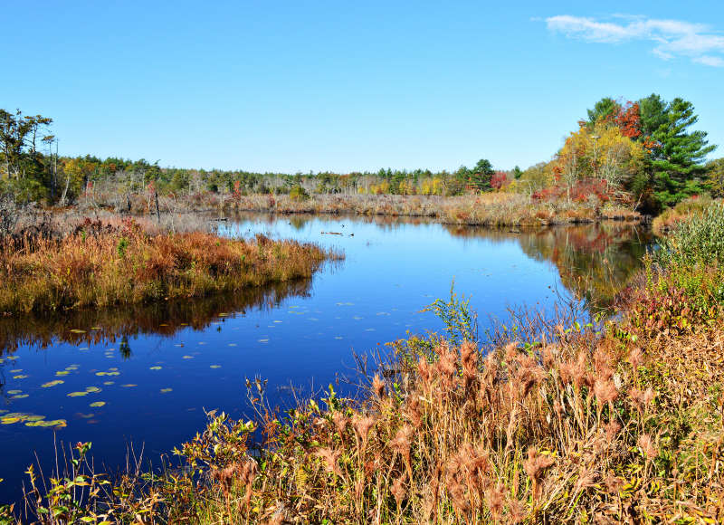freshwater swamp at The Bogs in autumn