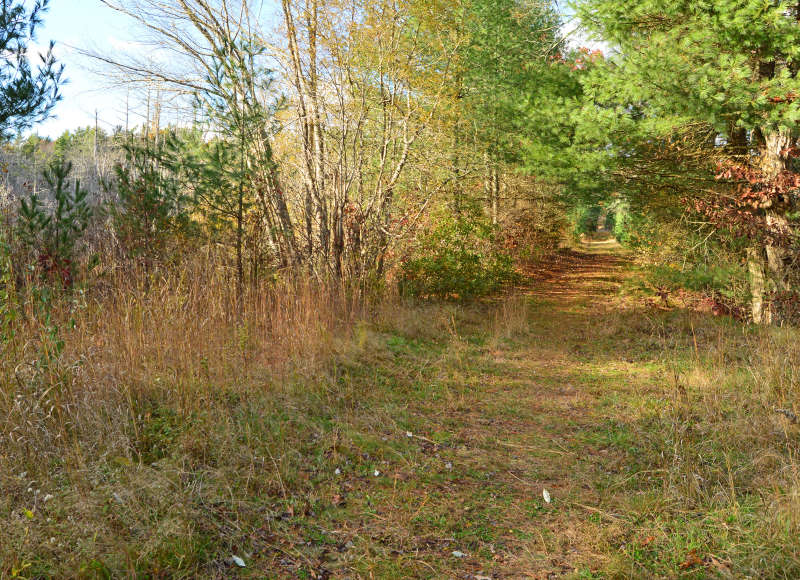 trail through the woods at The Bogs