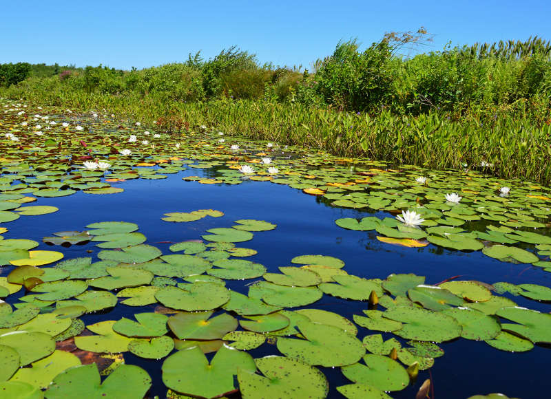 lilypads on the water at The Bogs