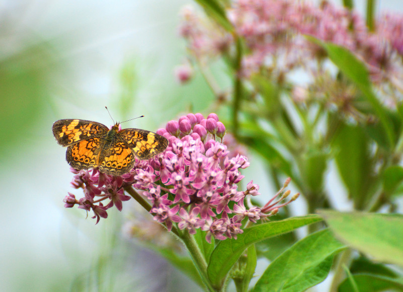 butterfly on a flower at Tripps Mill in Mattapoisett