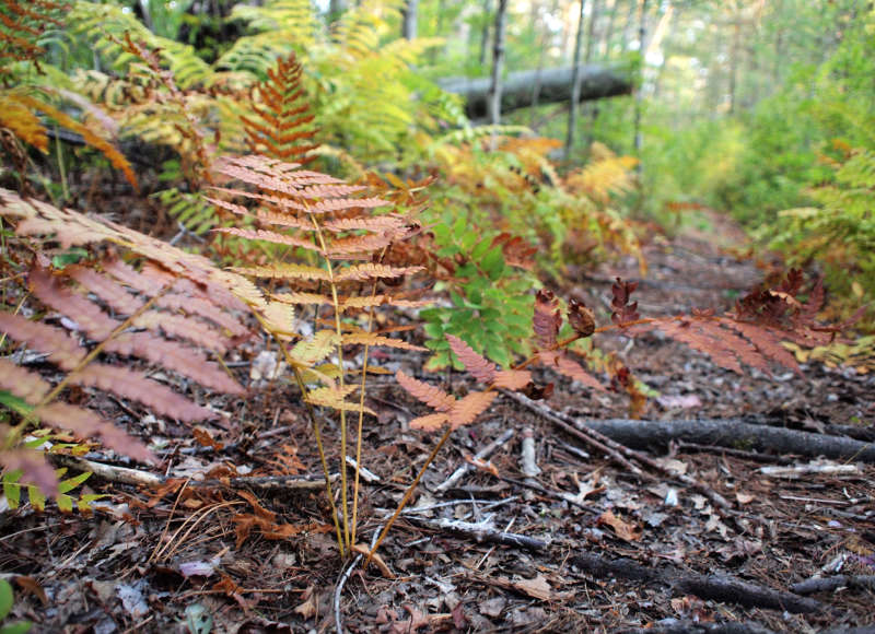 fern in autumn at Tweedy and Barnes