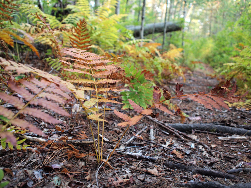 fern in autumn at Tweedy and Barnes