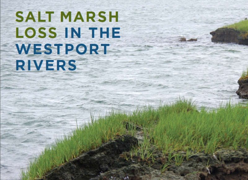 cover of Buzzards Bay Coalition Westport Rivers salt marsh loss report