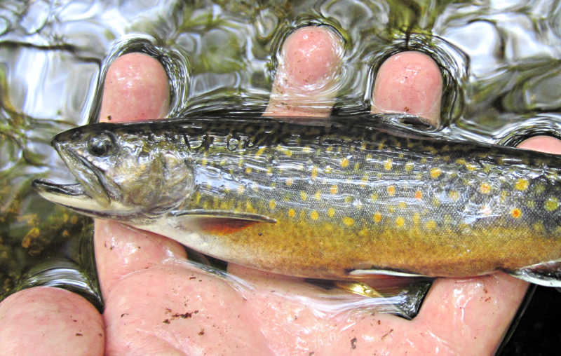 a hand holding a sea-run brook trout from Angeline Brook