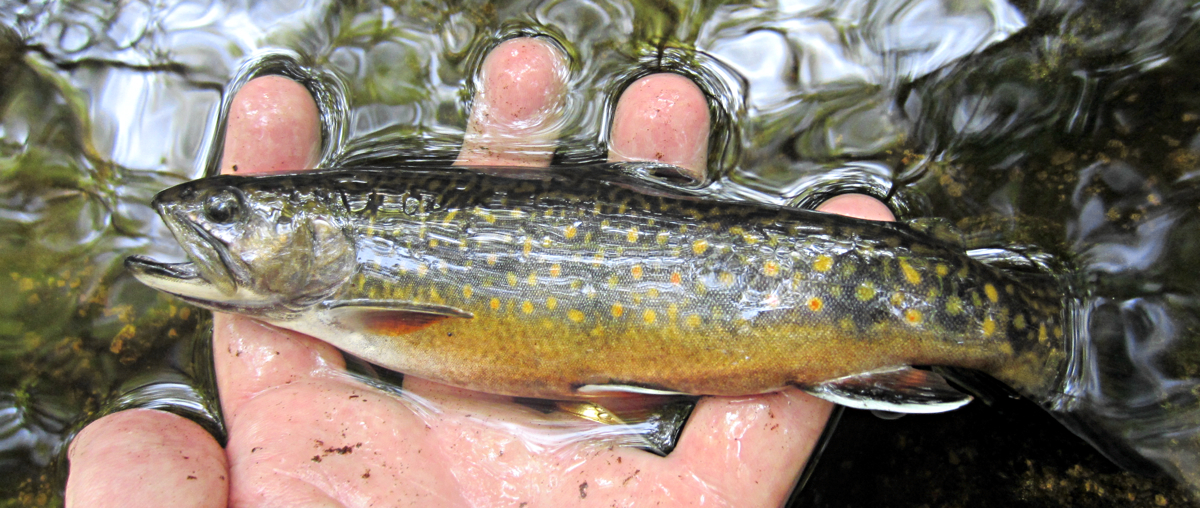 a hand holding a sea-run brook trout from Angeline Brook