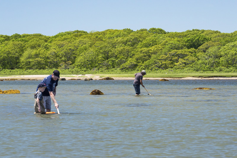 people quahogging on West Island in Fairhaven