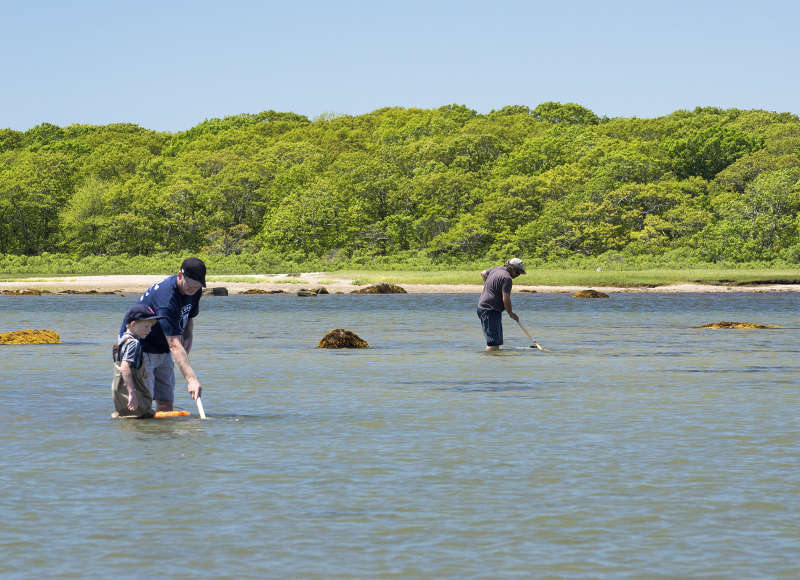 people quahogging on West Island in Fairhaven