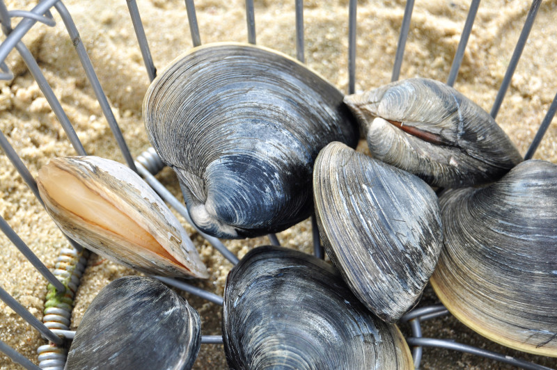 clams in a basket on the beach