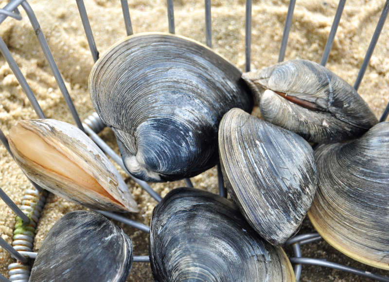 clams in a basket on the beach