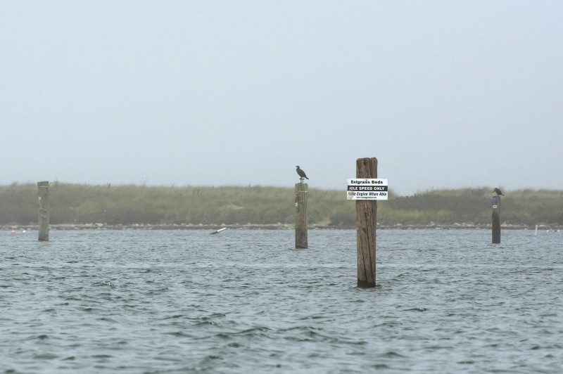 eelgrass warning sign for boaters in Cuttyhunk Harbor