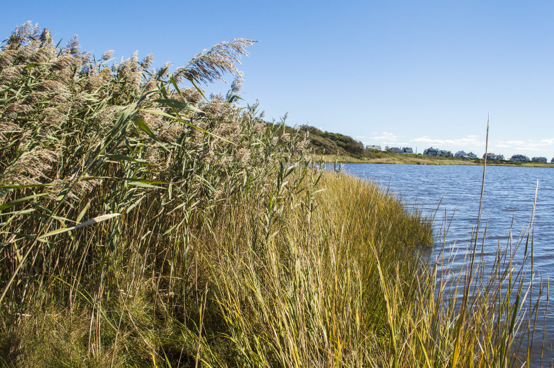 Phragmites growing along the edge of a salt pond in Dartmouth, Massachusetts