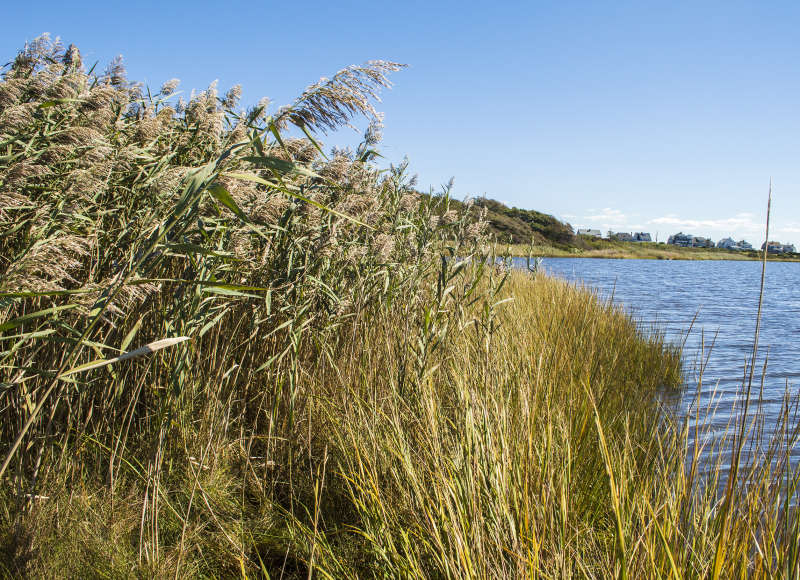 Phragmites growing along the edge of a salt pond in Dartmouth, Massachusetts