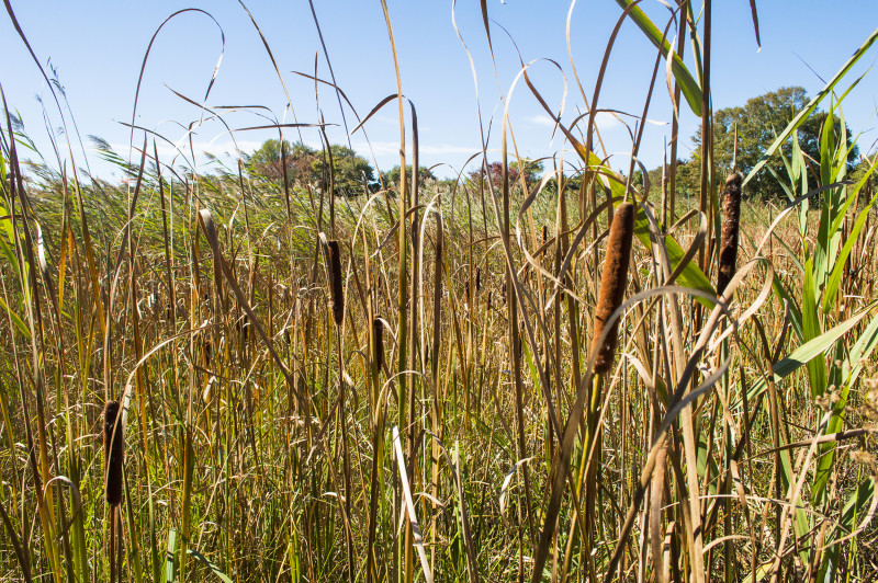 native cattails growing in a marsh in Dartmouth