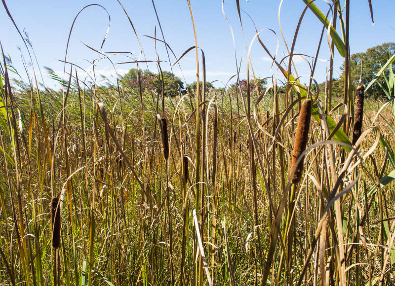 native cattails growing in a marsh in Dartmouth